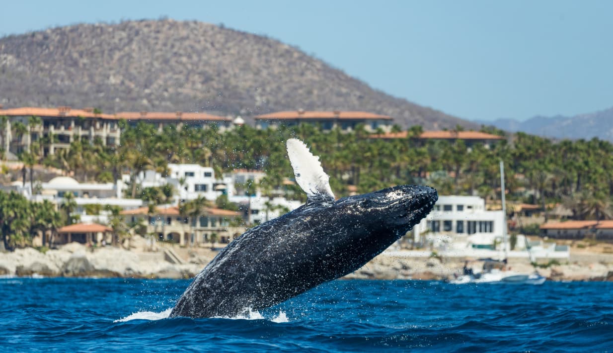 luau-whale-img